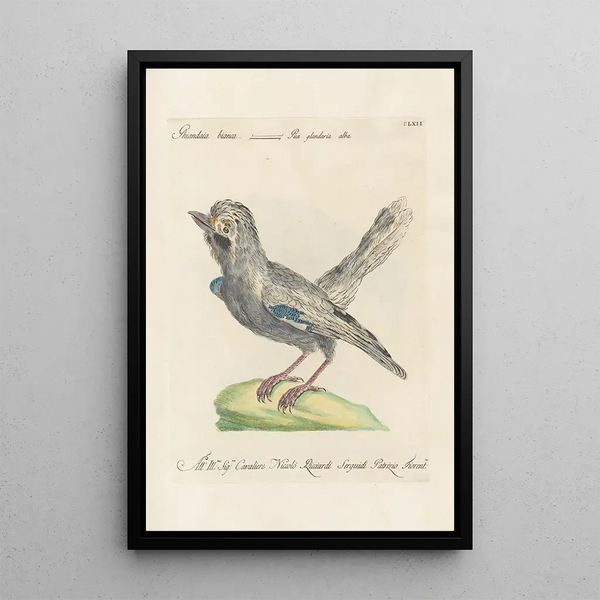 Saverio Manetti - Ornithologia methodice digesta Pl157.webp