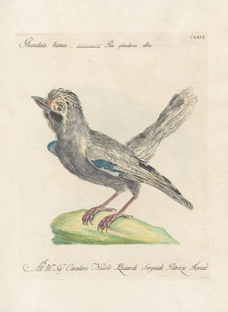 Saverio Manetti - Ornithologia methodice digesta Pl157.webp