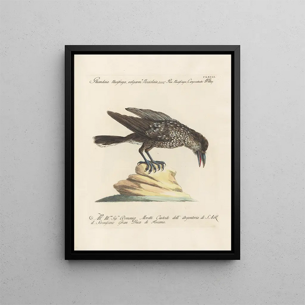 Ornithologie methodisch verdaut Pl158 - Saverio Manetti — gerahmtes Bild an der Wand