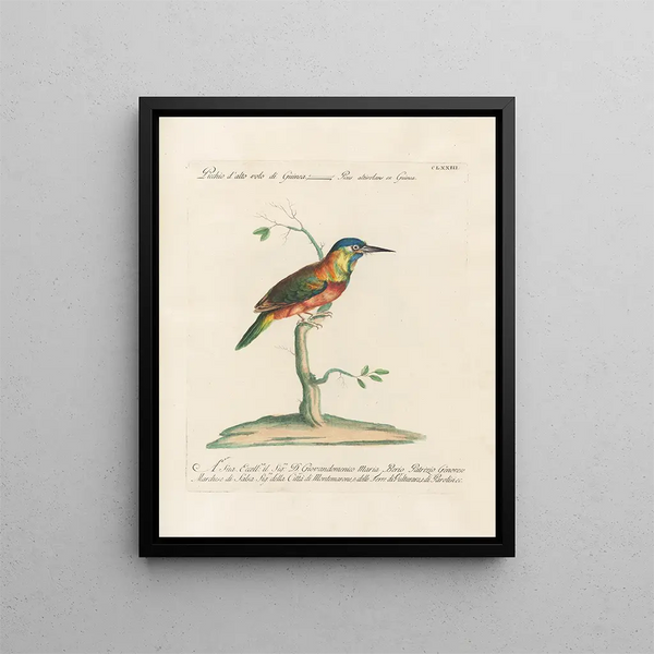 Ornithologie methodisch verdaut Pl166 - Saverio Manetti — gerahmtes Bild an der Wand