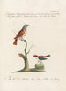 Ornithologia methodice digesta Pl185 - Saverio Manetti — vista dell’opera