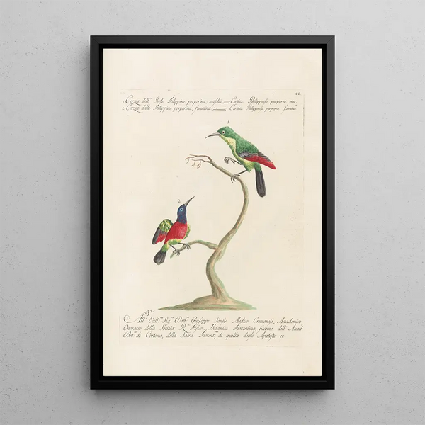 Saverio Manetti - Ornithologia methodice digesta Pl187.webp