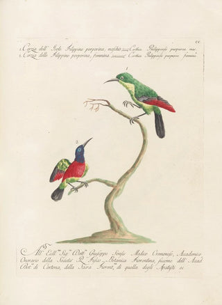 Saverio Manetti - Ornithologia methodice digesta Pl187.webp