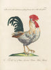 Ornithologia methodice digesta Pl190 - Saverio Manetti — Ansicht des Kunstwerks