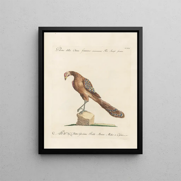 Ornithologie methodisch verdaut Pl202 - Saverio Manetti — gerahmtes Bild an der Wand