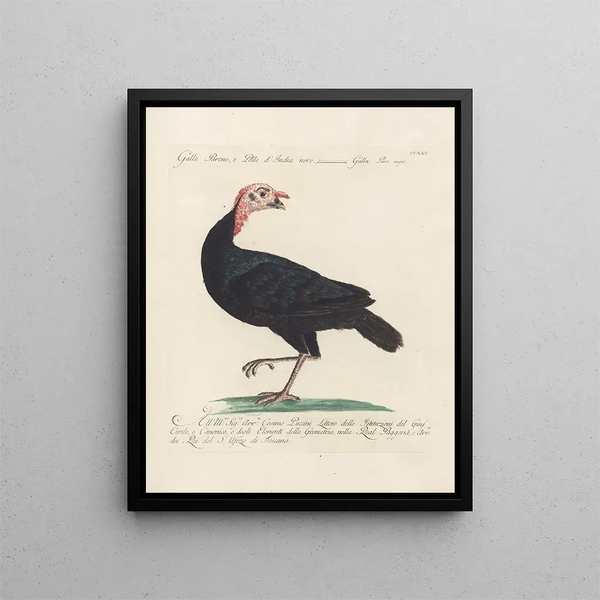 Ornithologie methodisch verdaut Pl207 - Saverio Manetti — gerahmtes Bild an der Wand