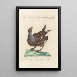 Saverio Manetti - Ornithologia methodice digesta Pl215.webp