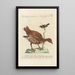 Ornithologia methodice digesta Pl216 - Saverio Manetti — gerahmtes Bild an der Wand