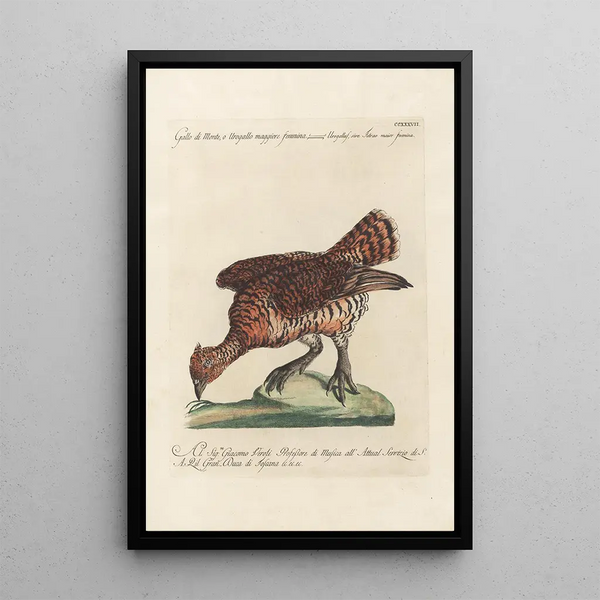 Saverio Manetti - Ornithologia methodice digesta Pl219.webp
