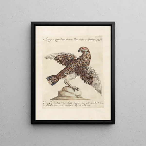 L'ornithologie a méthodiquement digéré Pl221 - Saverio Manetti — gerahmtes Bild an der Wand