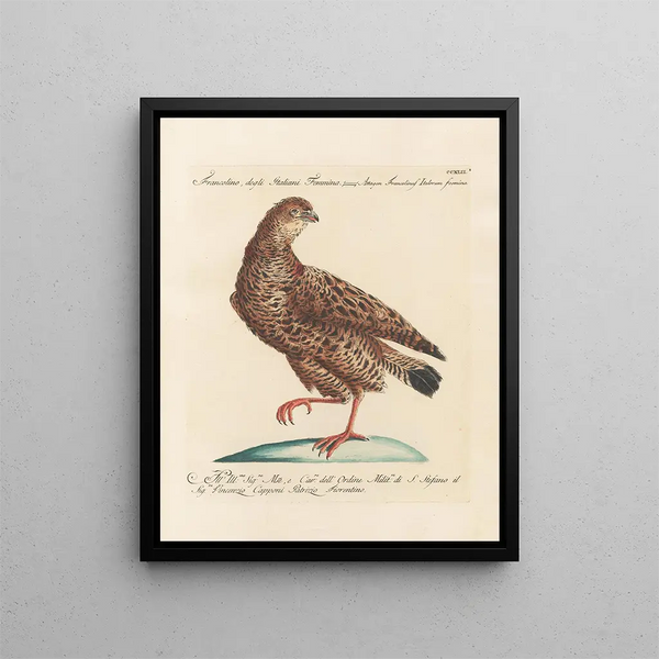 L'ornithologie a méthodiquement digéré Pl224 - Saverio Manetti — gerahmtes Bild an der Wand