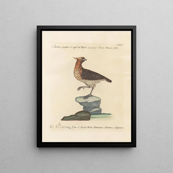 Ornithologie methodisch verdaut Pl228 - Saverio Manetti — gerahmtes Bild an der Wand