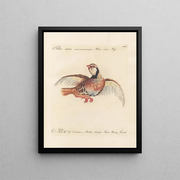 Ornithologie methodisch verdaut Pl235 - Saverio Manetti — gerahmtes Bild an der Wand