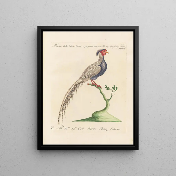 L'ornithologie methodisch verdaut Pl243 - Saverio Manetti — gerahmtes Bild an der Wand