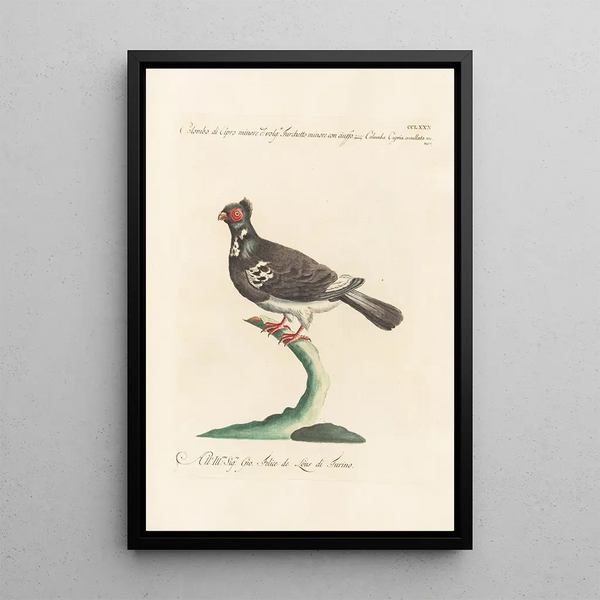 Saverio Manetti - Ornithologia methodice digesta Pl262.webp
