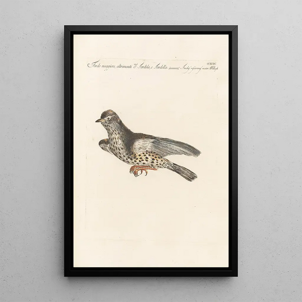 Saverio Manetti - Ornithologia methodice digesta Pl276.webp