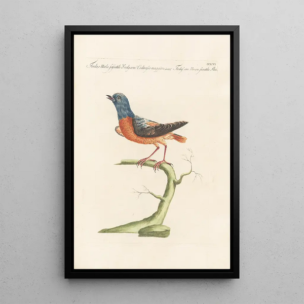 Saverio Manetti - Ornithologia methodice digesta Pl278.webp