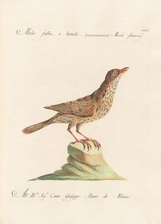 Saverio Manetti - Ornithologia methodice digesta Pl283.webp
