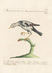Ornithologia methodice digesta Pl284 - Saverio Manetti — Ansicht des Kunstwerks
