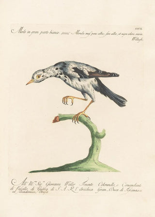 Saverio Manetti - Ornithologia methodice digesta Pl284.webp