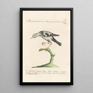 Saverio Manetti - Ornithologia methodice digesta Pl284.webp