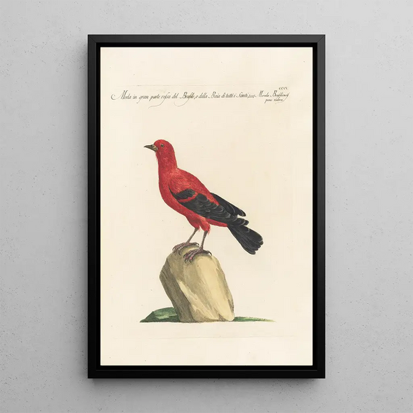 Saverio Manetti - Ornithologia methodice digesta Pl287.webp
