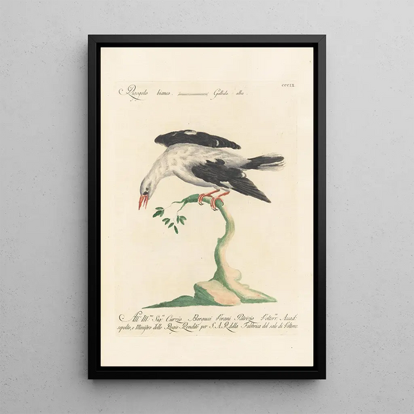 Saverio Manetti - Ornithologia methodice digesta Pl291.webp