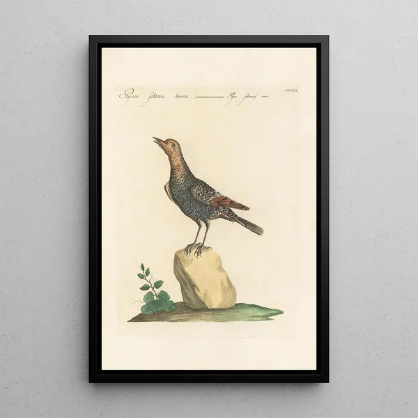 Saverio Manetti - Ornithologia methodice digesta Pl293.webp