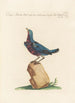 Ornithologia methodice digesta Pl294 - Saverio Manetti — Ansicht des Kunstwerks