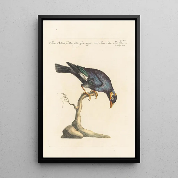 Saverio Manetti - Ornithologia methodice digesta Pl301.webp