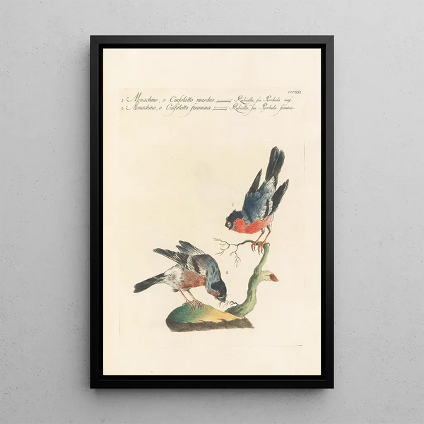 Saverio Manetti - Ornithologia methodice digesta Pl303.webp