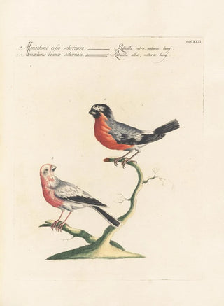 Saverio Manetti - Ornithologia methodice digesta Pl304.webp