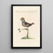 Ornithologia methodice digesta Pl307 - Saverio Manetti — framed artwork on a wall