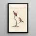 Ornithologia methodice digesta Pl309 - Saverio Manetti — framed artwork on a wall