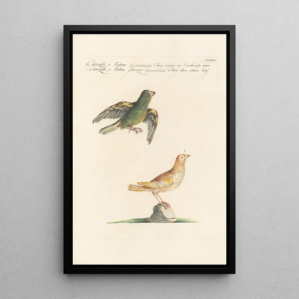 Ornithologia methodice digesta Pl313 - Saverio Manetti — gerahmtes Bild an der Wand