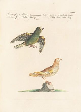 Saverio Manetti - Ornithologia methodice digesta Pl313.webp