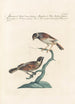 Ornithologia methodice digesta Pl318 - Saverio Manetti — artwork view