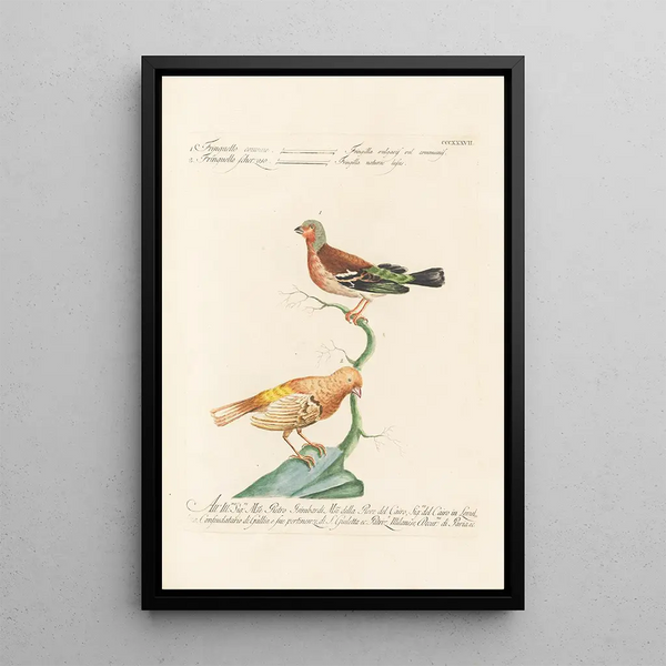 Ornithologia methodice digesta Pl319 - Saverio Manetti — gerahmtes Bild an der Wand