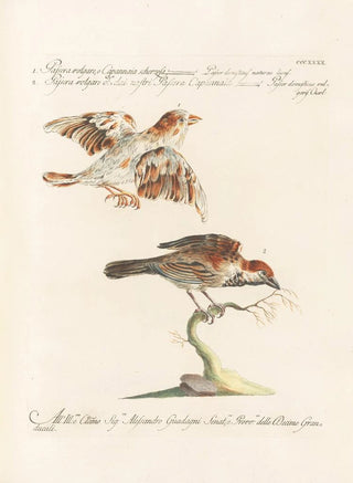 Saverio Manetti - Ornithologia methodice digesta Pl322.webp