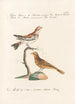 Ornithologia methodice digesta Pl324 - Saverio Manetti — artwork view