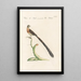 Ornithologia methodice digesta Pl327 - Saverio Manetti — framed artwork on a wall