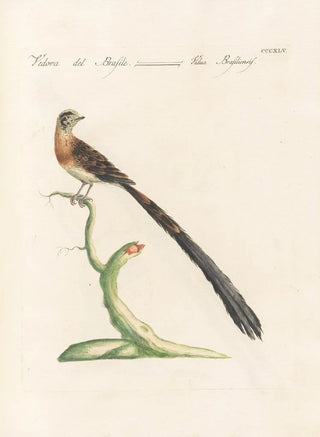Saverio Manetti - Ornithologia methodice digesta Pl327.webp