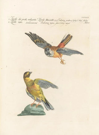 Saverio Manetti - Ornithologia methodice digesta Pl331.webp