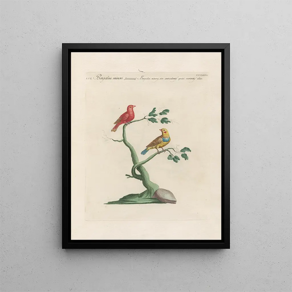 Saverio Manetti - Ornithologia methodice digesta Pl348.webp