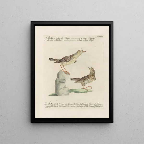 L'ornithologie méthodiquement digérée Pl354 - Saverio Manetti — gerahmtes Bild an der Wand