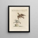 Ornithologie methodisch verdaut Pl355 - Saverio Manetti — gerahmtes Bild an der Wand