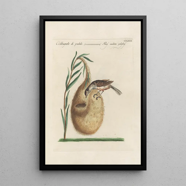 Ornithologia methodice digesta Pl362 - Saverio Manetti — gerahmtes Bild an der Wand