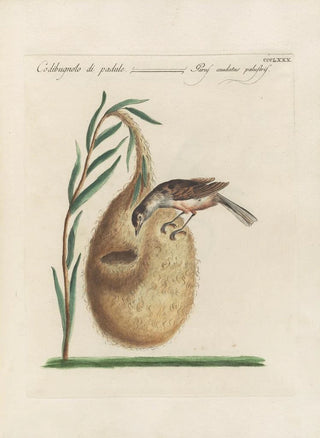 Saverio Manetti - Ornithologia methodice digesta Pl362.webp