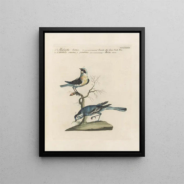 L'ornithologie méthodiquement digérée Pl366 - Saverio Manetti — gerahmtes Bild an der Wand