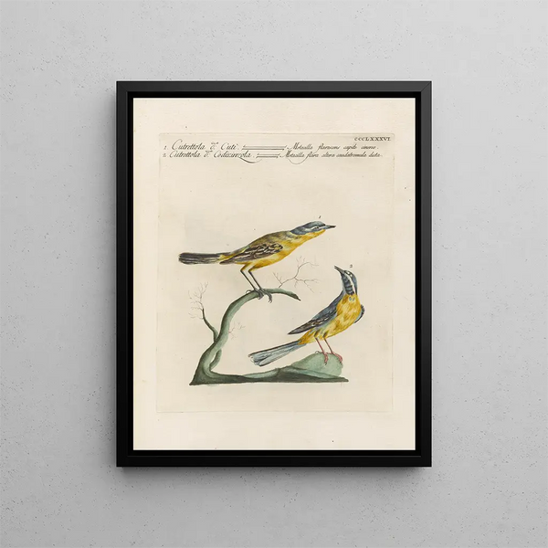 Ornithologie methodisch verdaut Pl368 - Saverio Manetti — gerahmtes Bild an der Wand